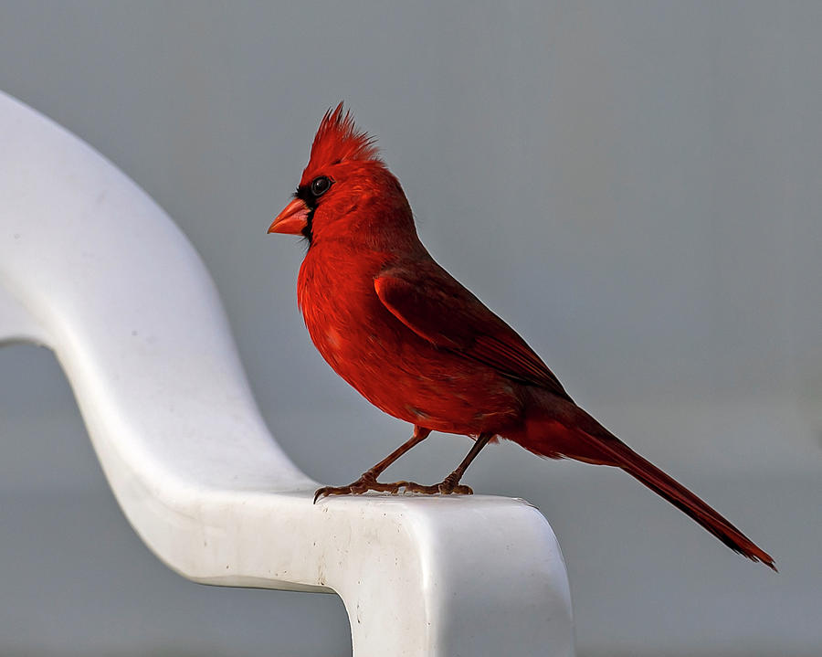 Northern Cardinal Photograph by Dart Humeston