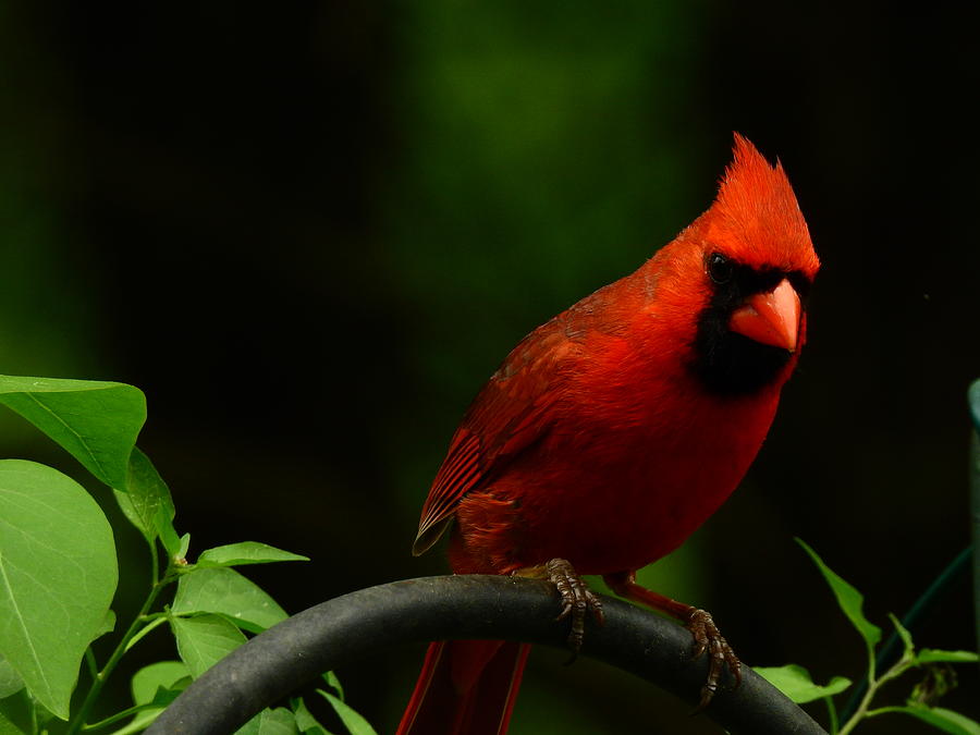 Northern Cardinal  Photograph by Eunice Miller