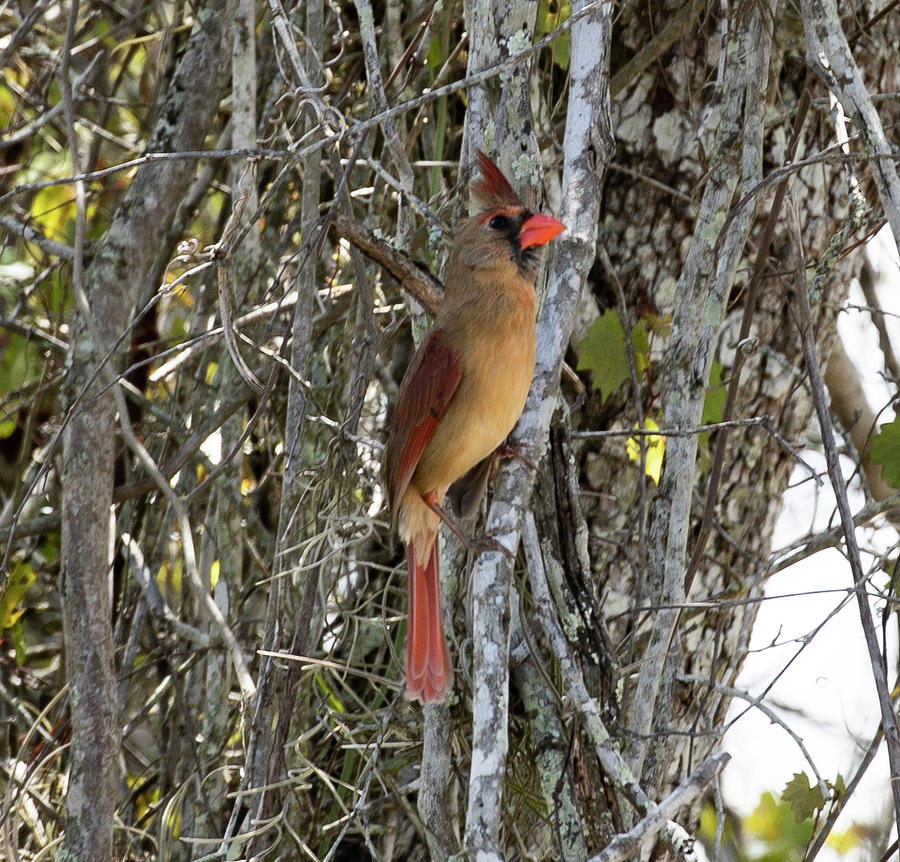 Northern Cardinal, Female Photograph by Dart Humeston
