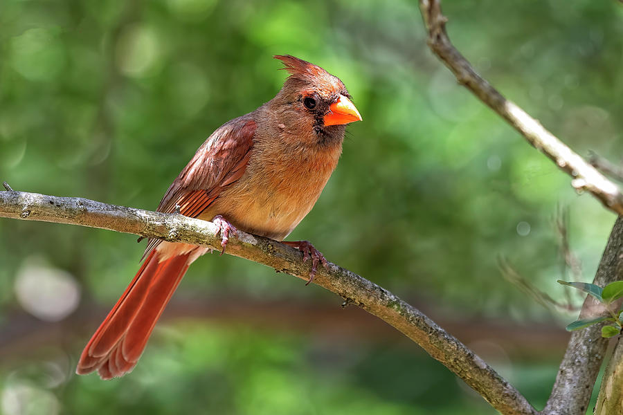 Northern Cardinal Female Photograph by Fon Denton