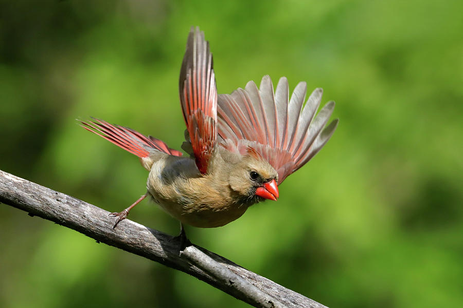 Northern Cardinal Female takes Flight Photograph by Joseph Siebert