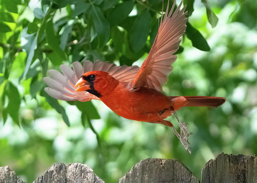  Northern Cardinal flying Photograph by Vincent Billotto