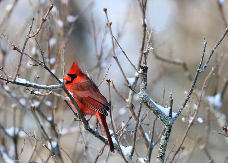 Northern Cardinal in April Photograph by Sandra Huston