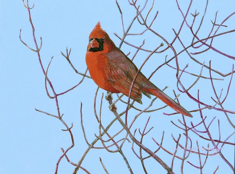 Northern Cardinal in Red Osier Painting by Barry Kent MacKay