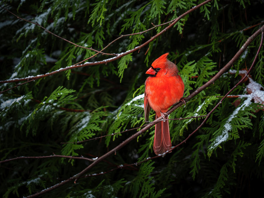 Northern Cardinal in Winter Photograph by David Kay
