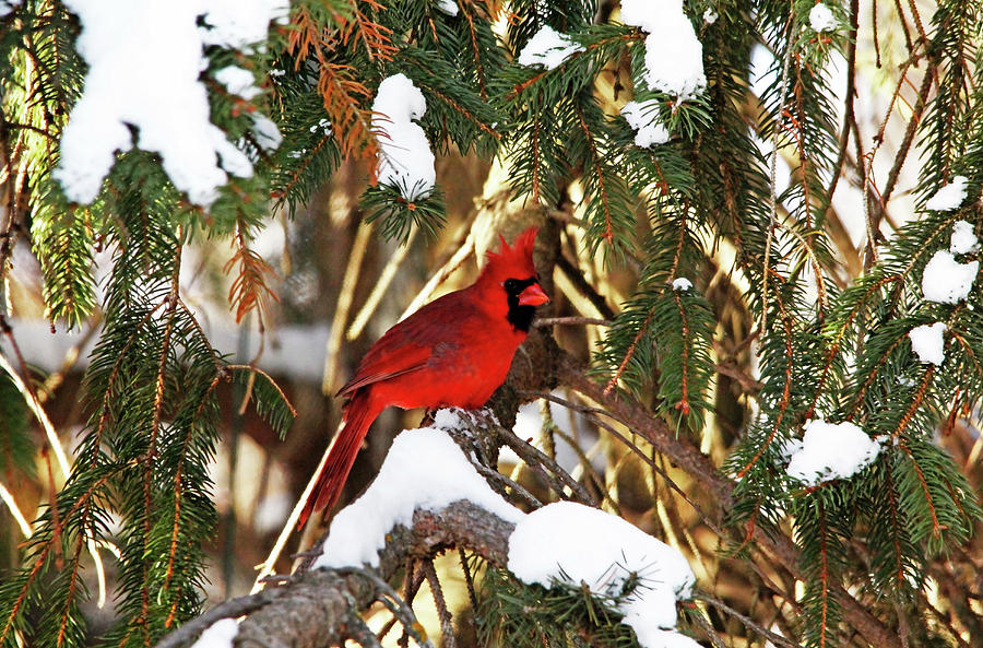 Northern Cardinal In Winter Photograph by Debbie Oppermann
