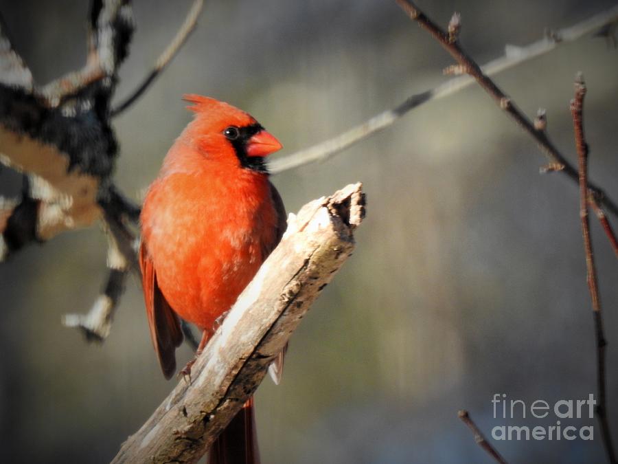 Northern Cardinal in Winter Photograph by Eunice Miller