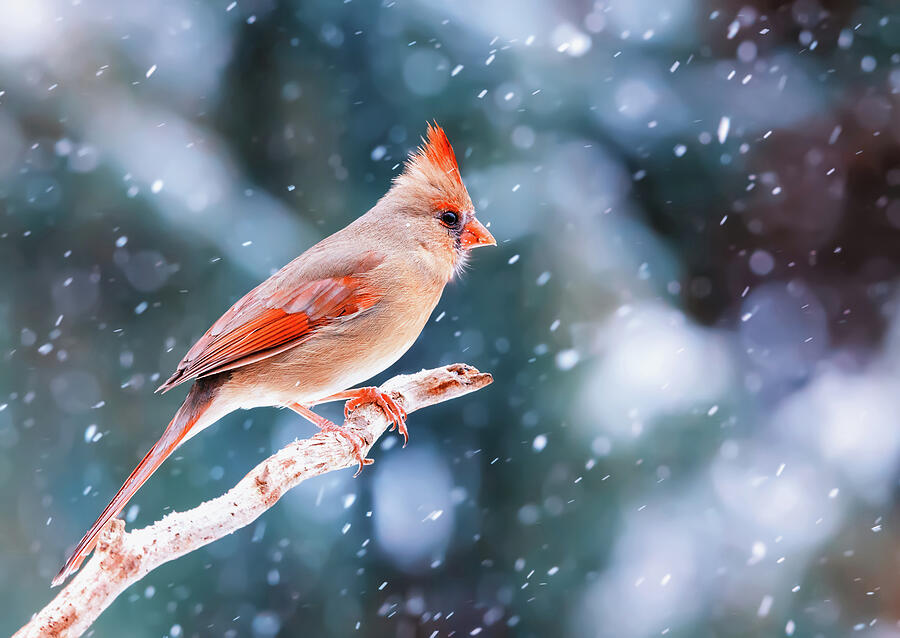 Northern Cardinal In Winter Photograph
