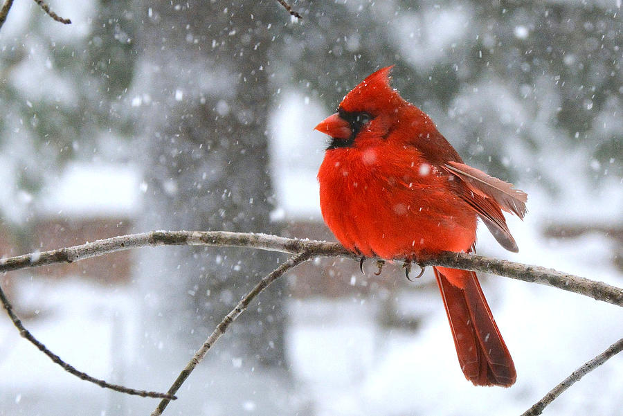 Northern Cardinal in Winter Snow Photograph by Dianne Sherrill