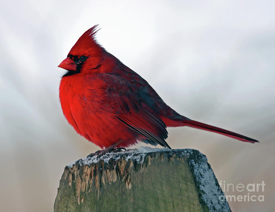 Northern Cardinal, Indiana Photograph by Steve Gass