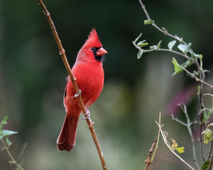 Northern Cardinal Photograph by James Barber