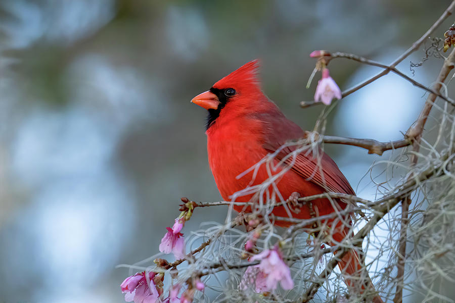 Northern Cardinal Photograph by Jim Miller