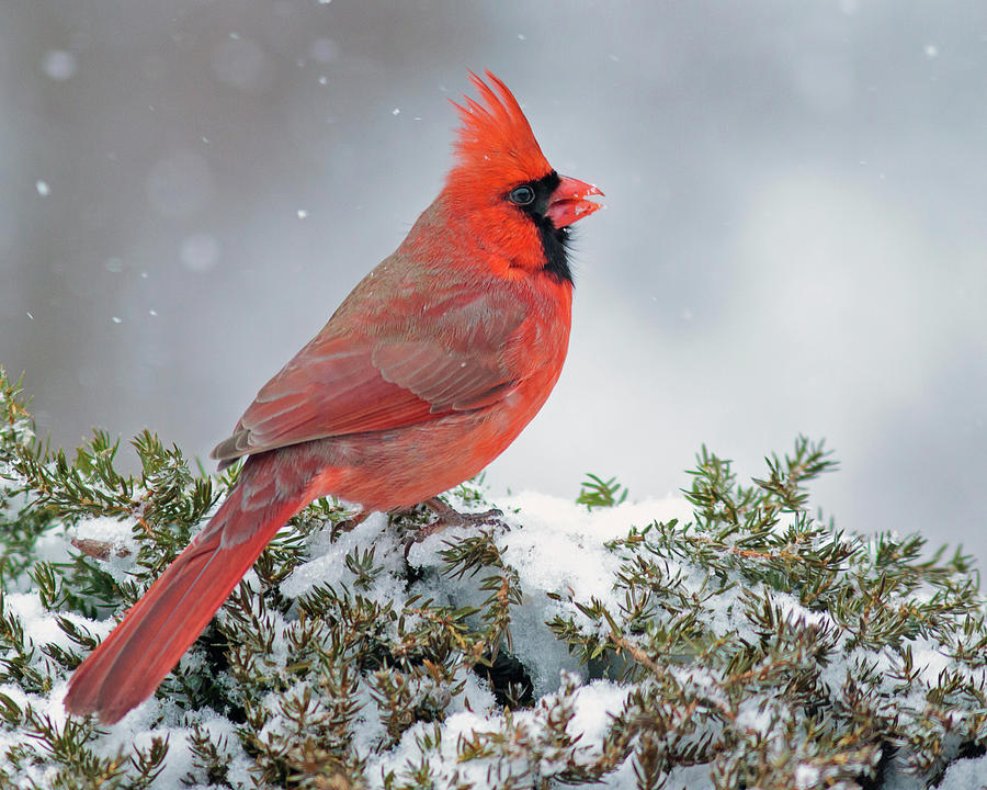 Northern Cardinal Photograph by John Rowe