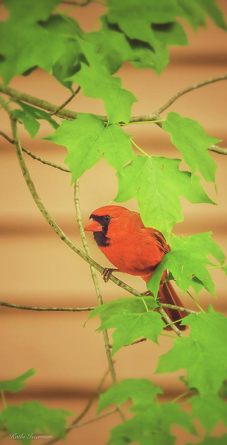 Northern Cardinal Photograph by Kathi Isserman