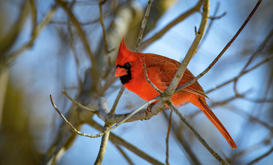 Northern Cardinal Looking South Photograph by Ray Congrove