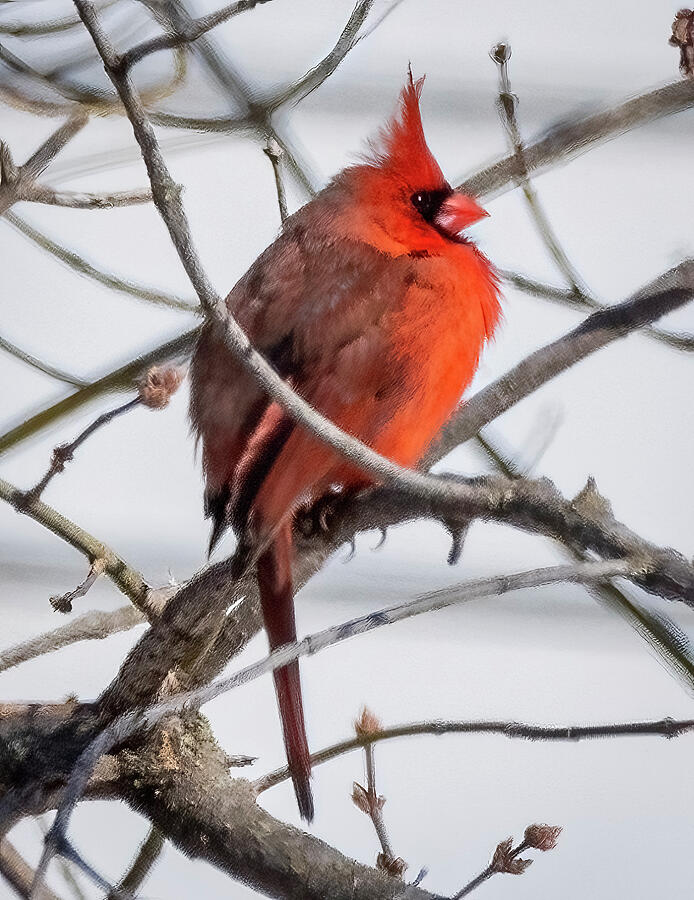Northern Cardinal Photograph