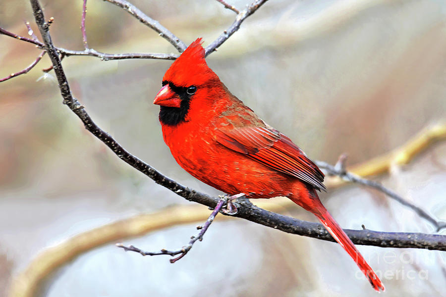 Northern Cardinal Male Winter Scene Photograph