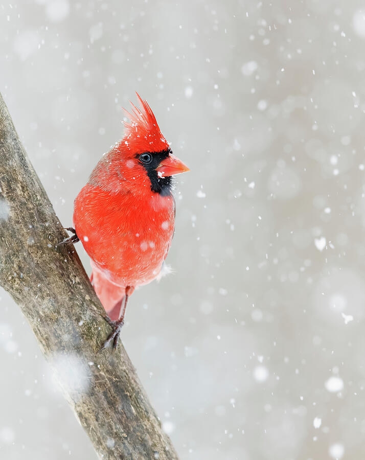 Winter Photograph - Northern Cardinal by Mango Art