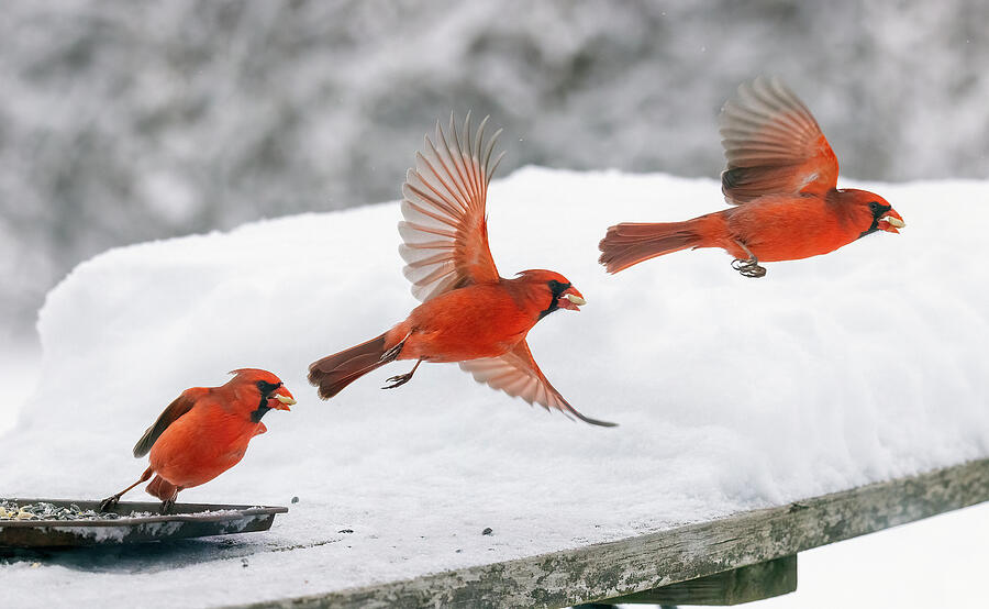 Wildlife Photograph - Northern Cardinal motion study by James Brey