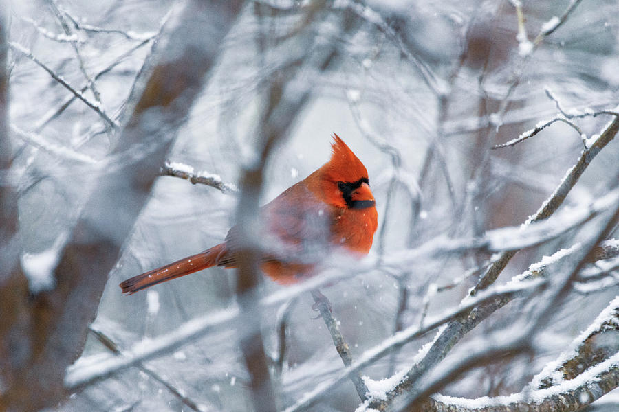 Northern Cardinal on a Wintery Day Photograph by Rachel Morrison