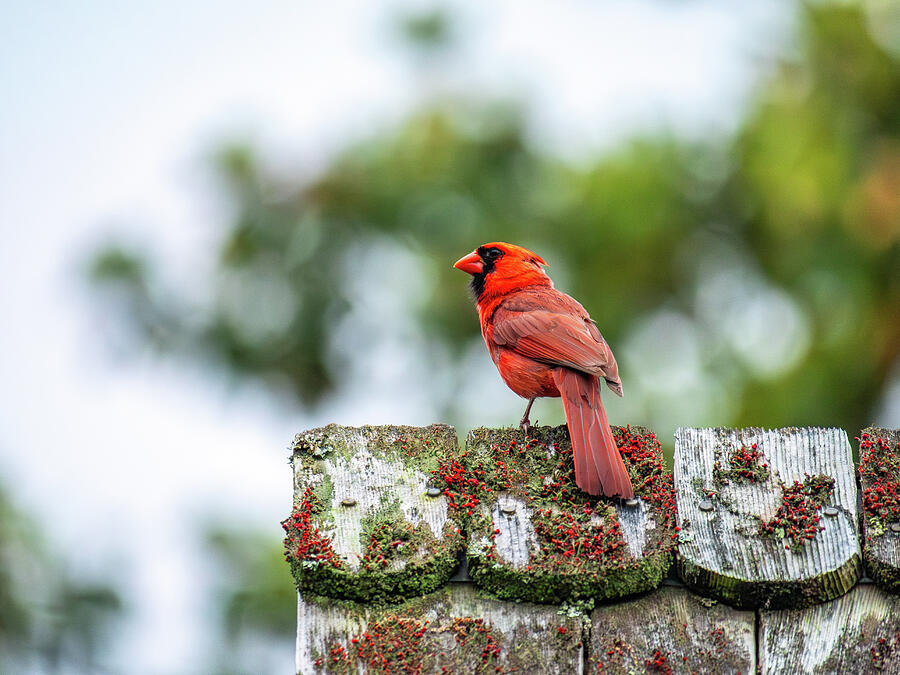Northern Cardinal on a Wooden Shingled Roof 1 Photograph by Rachel Morrison Northern Cardinal on a Wooden Shingled Roof 1 Photograph by Rachel Morrison
