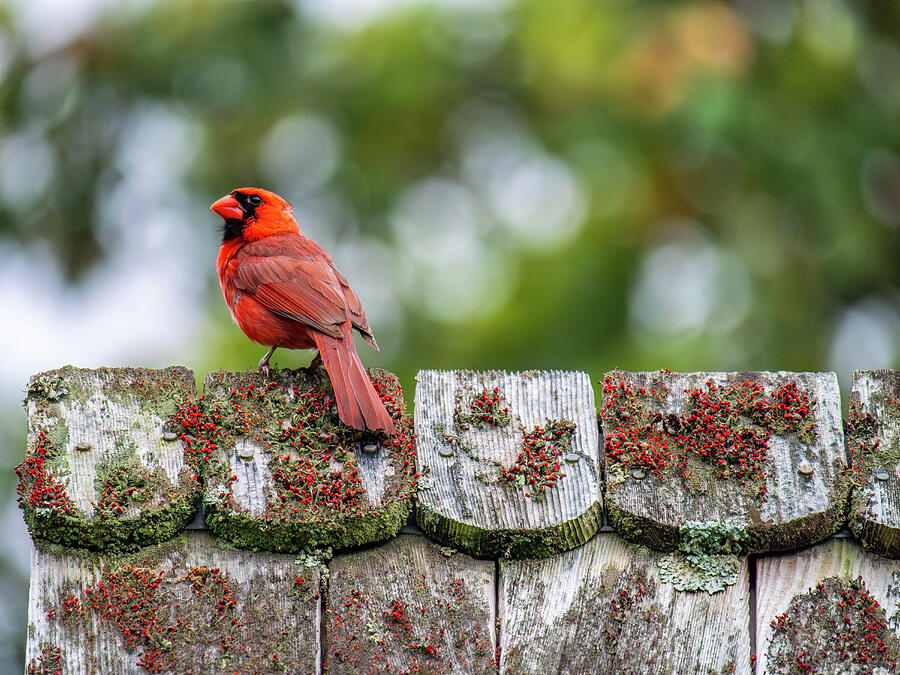 Northern Cardinal on a Wooden Shingled Roof 2 Photograph by Rachel Morrison Northern Cardinal on a Wooden Shingled Roof 2 Photograph by Rachel Morrison