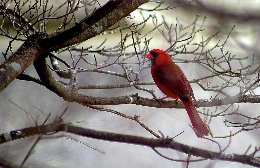 Northern Cardinal on bare tree branches Digital Art by Ed Stines