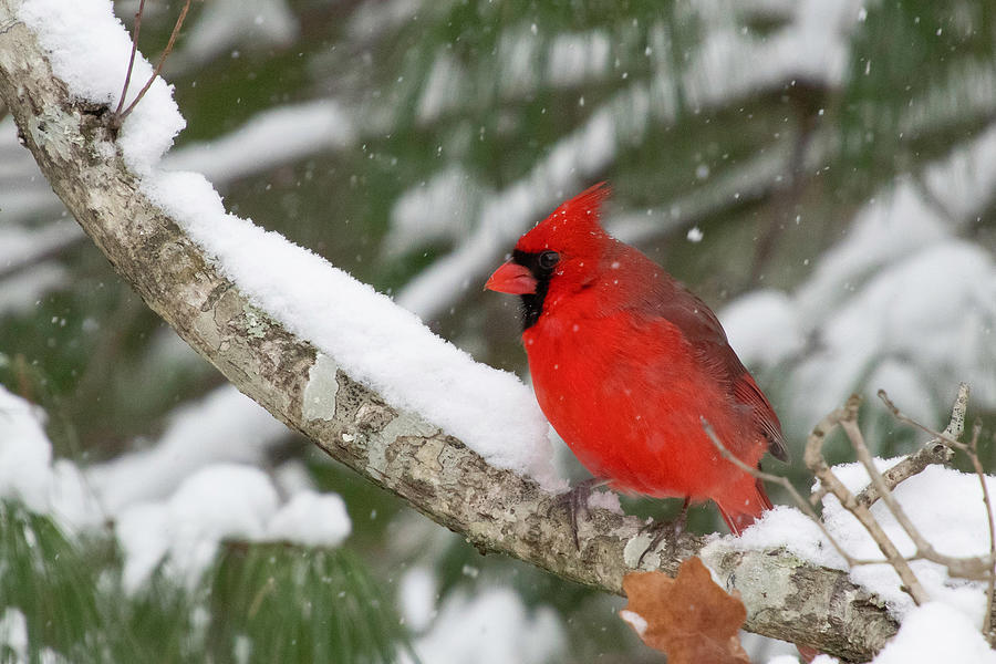 Northern Cardinal on Snowy Branch Photograph by Cascade Colors