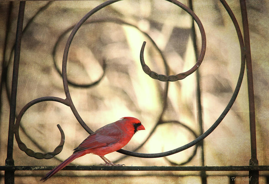 Northern Cardinal on the Gazebo Digital Art by Trina Ansel