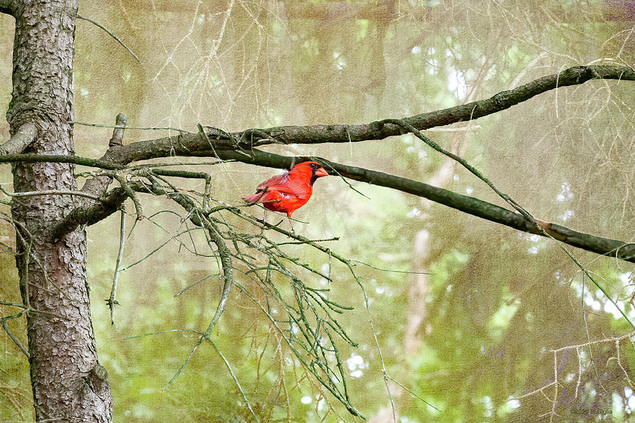 Northern Cardinal on Tree Branch Photograph by Paul Giglia