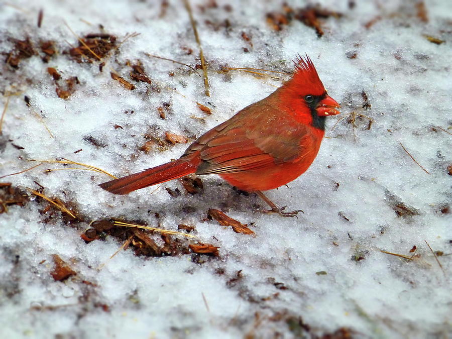 Northern Cardinal or Redbird Photograph by Lyuba Filatova