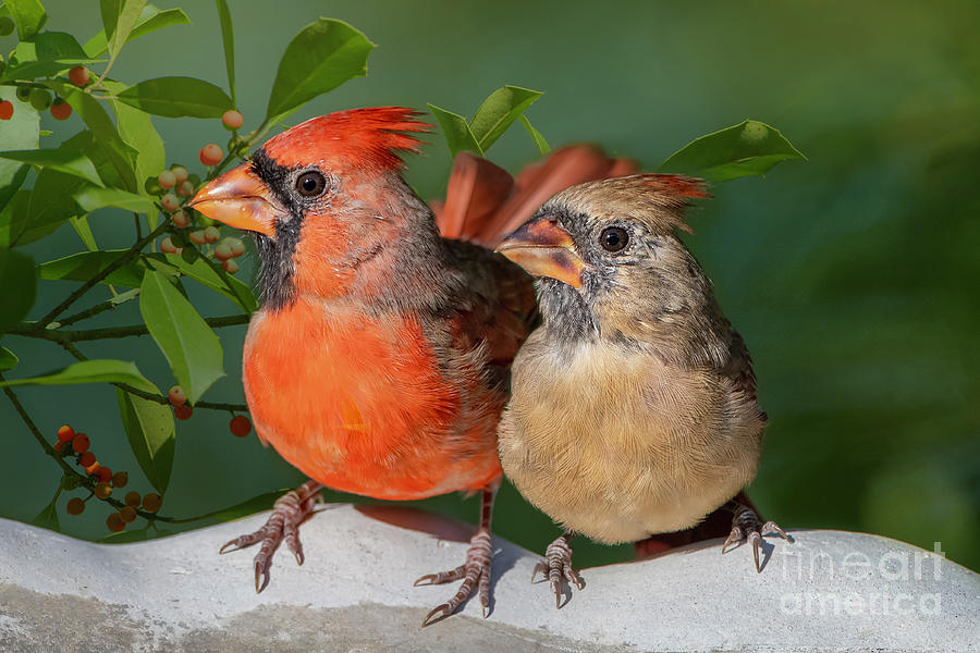 Northern Cardinal Pair  Photograph by Bonnie Barry