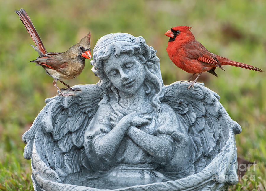 Northern Cardinal Pair on Garden Angel Birdbath Photograph by Bonnie Barry
