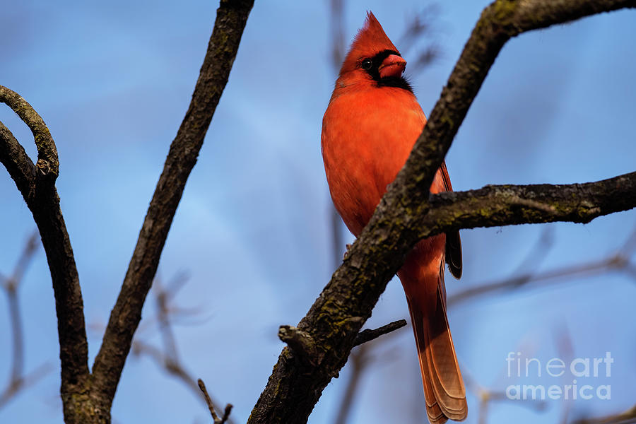 Northern Cardinal Perched on Branch Photograph by JT Lewis
