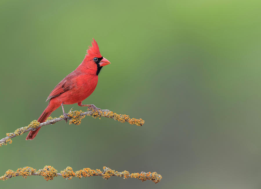 Northern Cardinal Photograph by Puttaswamy Ravishankar