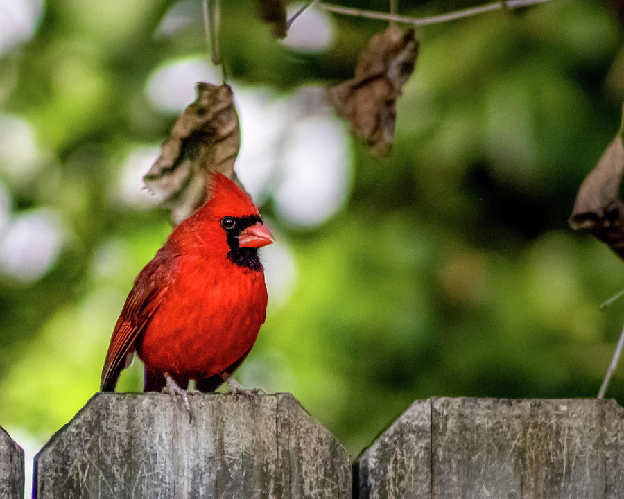Northern Cardinal  Photograph by Rick Nelson