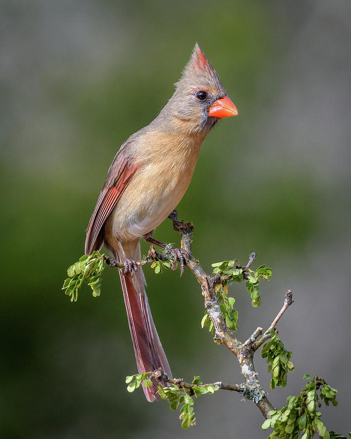 Northern Cardinal Photograph by Robert Miller