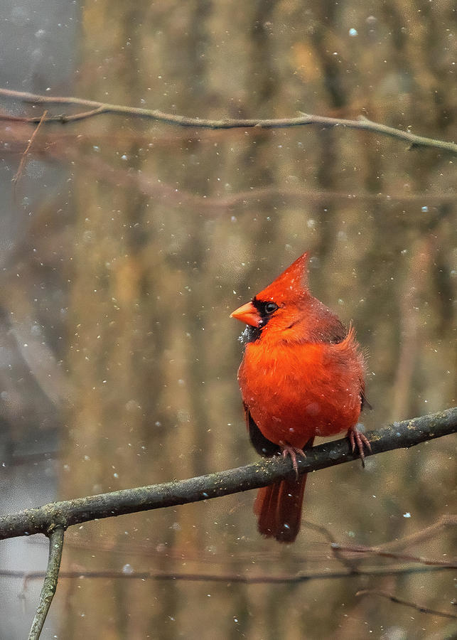 Northern Cardinal Photograph by Rod Best