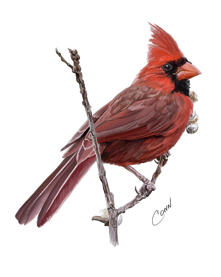 Northern Cardinal Digital Art by Shawn Conn