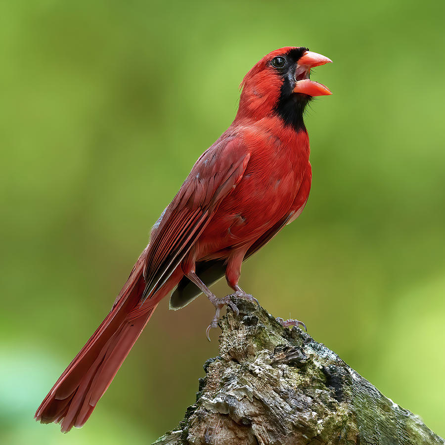 Northern Cardinal Singing Photograph by Corby Amos - Fine Art America