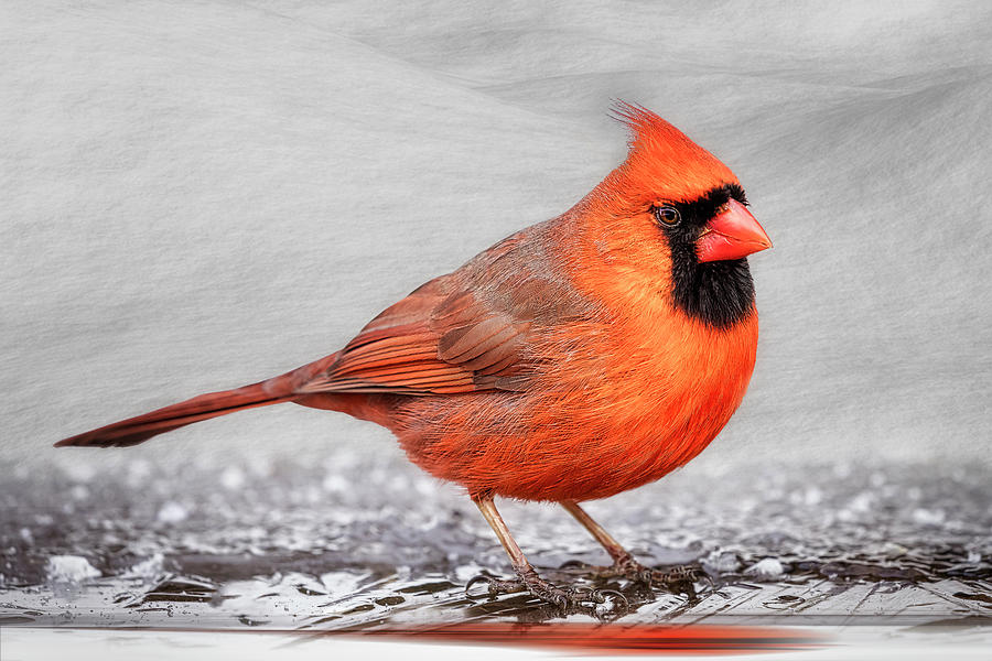 Northern Cardinal  Photograph by Susan Candelario