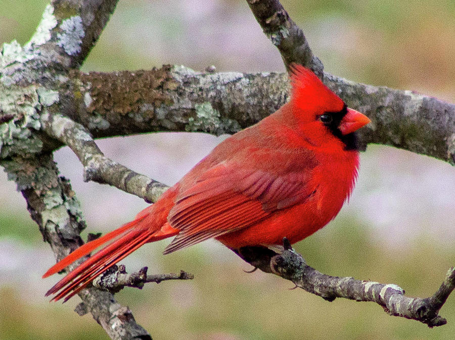Arizona Cardinals Photograph - Northern Cardinal Virginia by Jessica Bryant