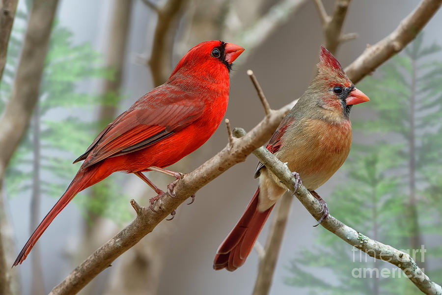 Northern Cardinals Photograph by Bonnie Barry