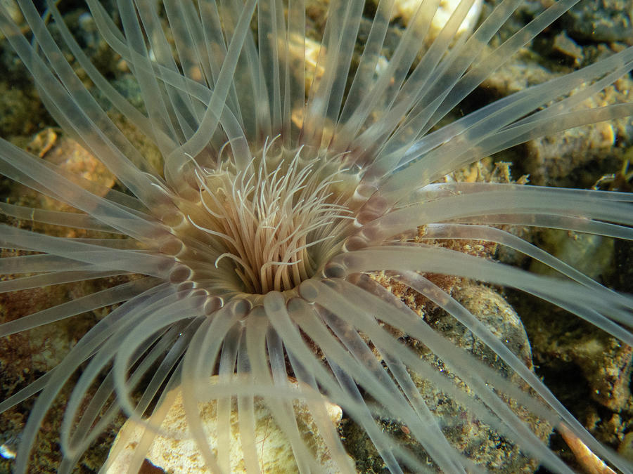 Northern Cerianthid Photograph by Brian Weber