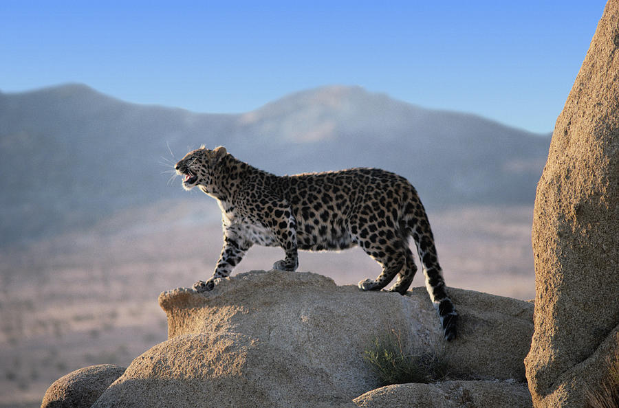 Northern Chinese leopard (Panthera pardus japonensis) standing on rock Photograph by Alan and Sandy Carey