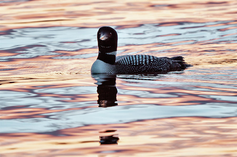 Northern Common Loon Photograph