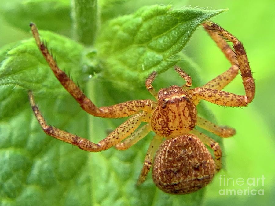 Northern Crab Spider Photograph by Catherine Wilson