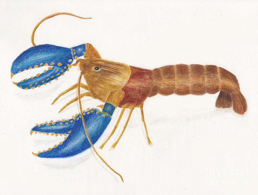 Northern Crayfish Aka Small Dragon Shrimp 2 Drawing