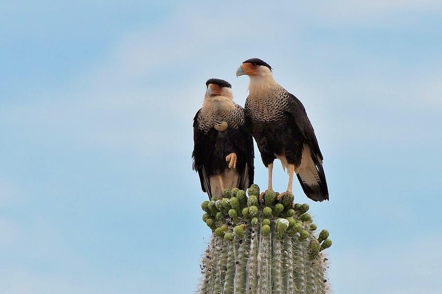 Northern Crested Caracara Photograph by Dennis Boyd