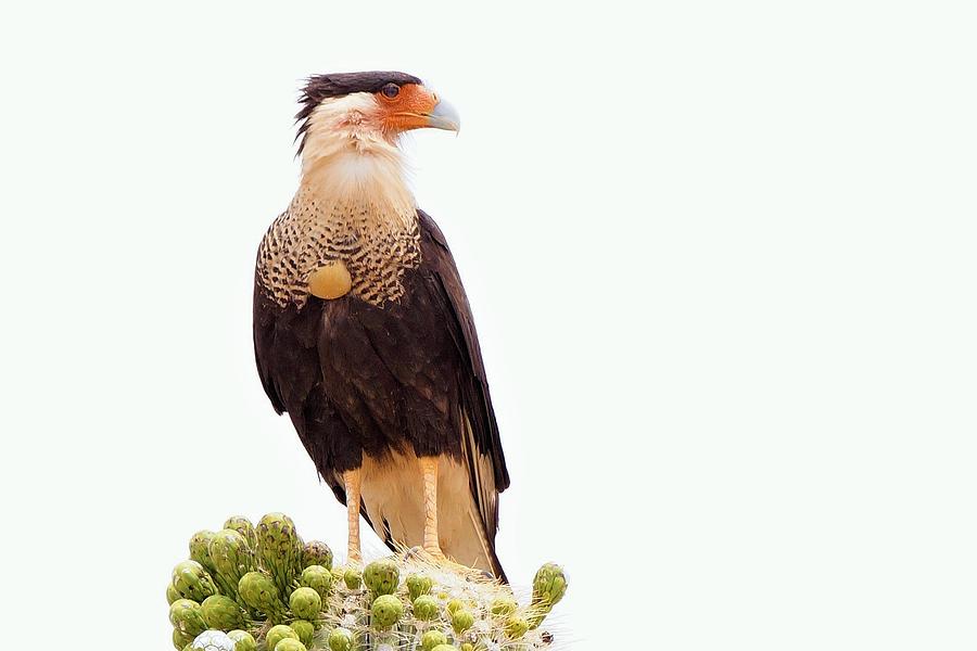 Northern Crested Caracara Falcon Photograph by Dennis Boyd - Pixels